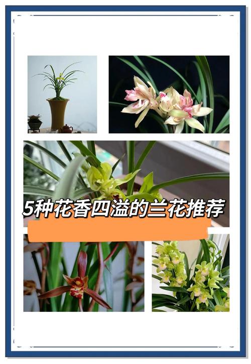 名贵兰花品种有哪些（前十名贵兰花），名贵兰花品种名称？-第4张图片-优品飞百科