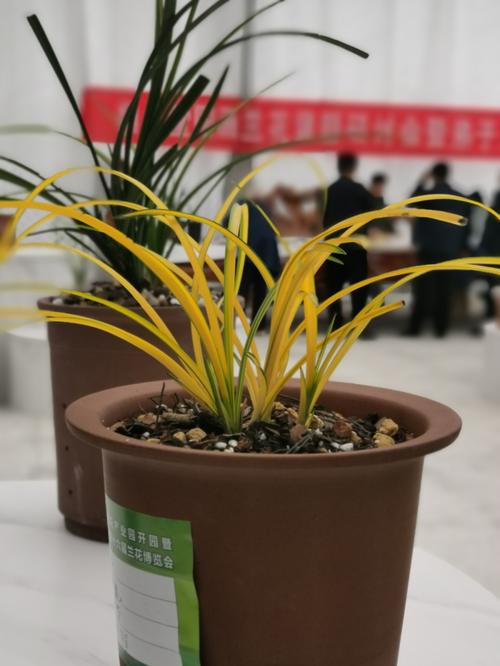 名贵兰花品种有哪些（前十名贵兰花），名贵兰花品种名称？-第5张图片-优品飞百科