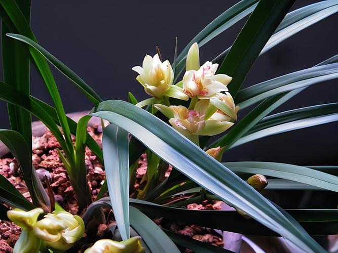 名贵兰花品种有哪些（前十名贵兰花），名贵兰花品种名称？-第6张图片-优品飞百科