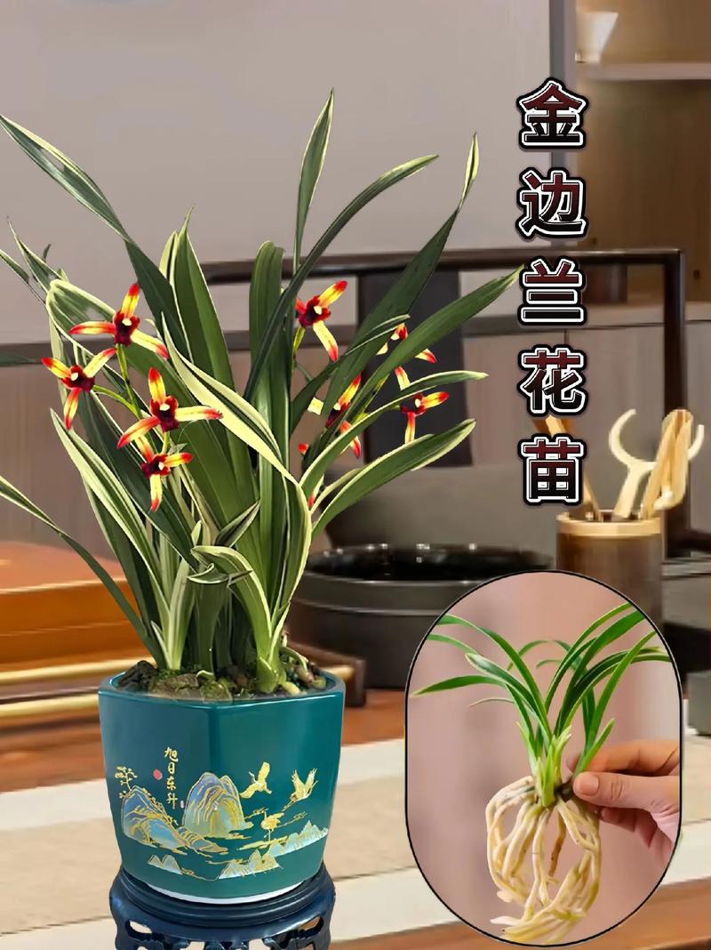 名贵兰花品种有哪些（前十名贵兰花），名贵兰花品种名称？-第7张图片-优品飞百科