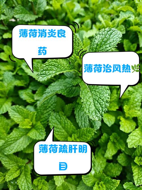 薄荷有什么作用，薄荷有什么作用画一画？