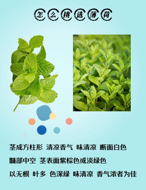 薄荷有什么作用，薄荷有什么作用画一画？-第2张图片-优品飞百科