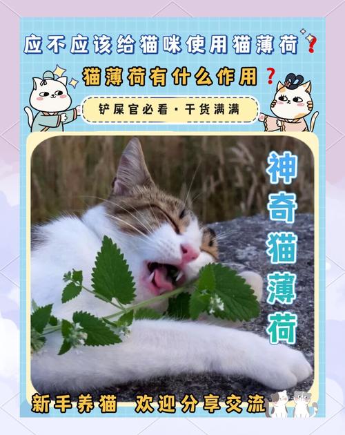 薄荷有什么作用，薄荷有什么作用画一画？-第5张图片-优品飞百科