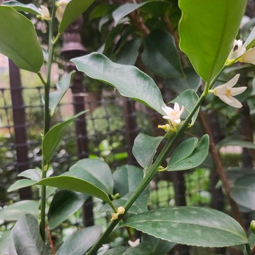 金桔什么时候开花结果，金桔树不进宅的原因？