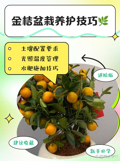 金桔什么时候开花结果，金桔树不进宅的原因？-第2张图片-优品飞百科