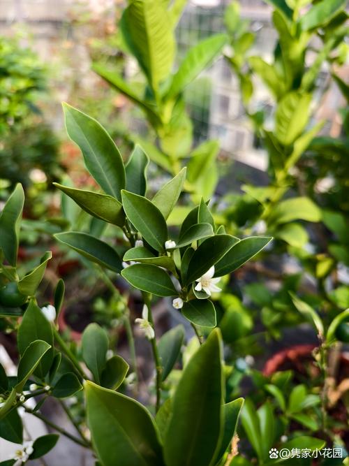 金桔什么时候开花结果，金桔树不进宅的原因？-第3张图片-优品飞百科