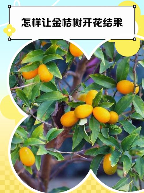 金桔什么时候开花结果，金桔树不进宅的原因？-第6张图片-优品飞百科