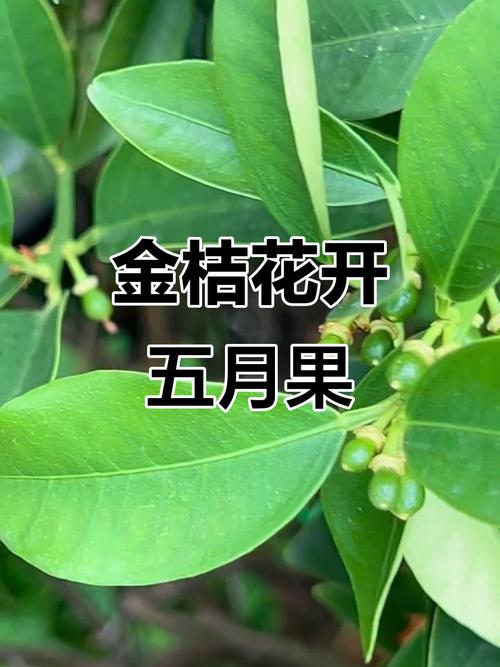 金桔什么时候开花结果，金桔树不进宅的原因？-第7张图片-优品飞百科