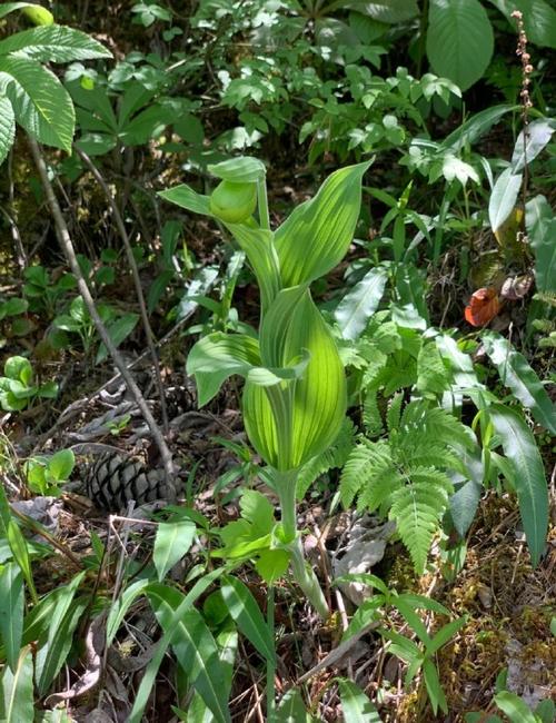 杓兰的养殖方法?杓兰生长环境?-第2张图片-优品飞百科 杓兰的养殖方法?杓兰生长环境?-第2张图片-优品飞百科