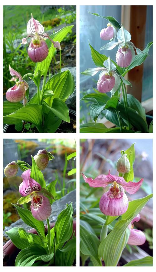 杓兰的养殖方法?杓兰生长环境?-第3张图片-优品飞百科 杓兰的养殖方法?杓兰生长环境?-第3张图片-优品飞百科