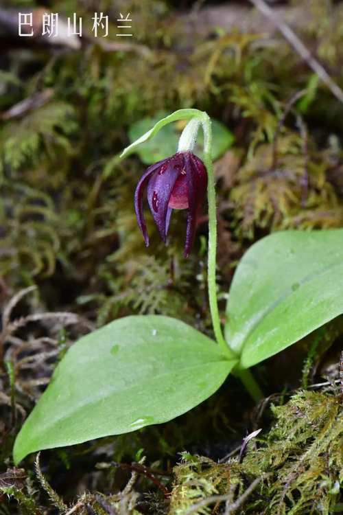 杓兰的养殖方法?杓兰生长环境?-第4张图片-优品飞百科 杓兰的养殖方法?杓兰生长环境?-第4张图片-优品飞百科