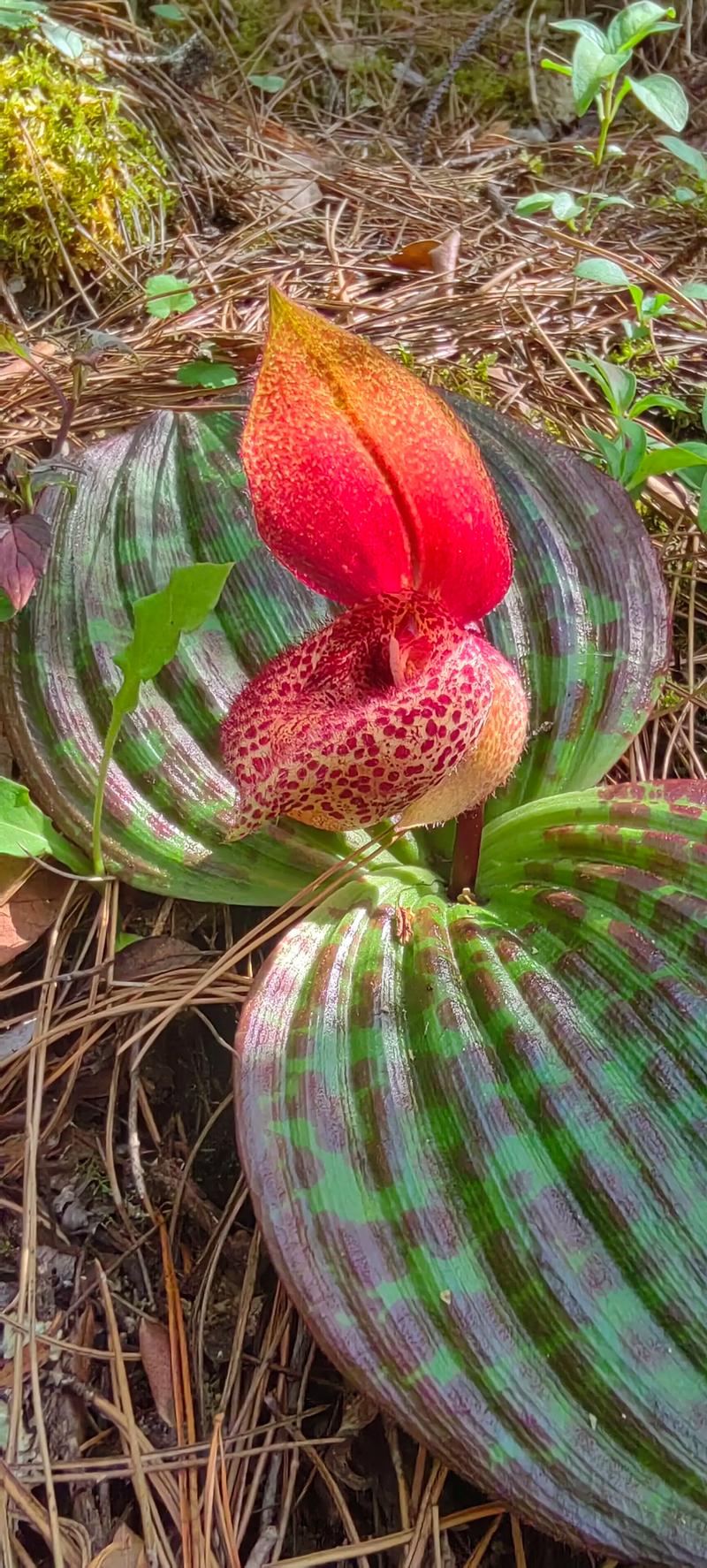 杓兰的养殖方法?杓兰生长环境?-第5张图片-优品飞百科 杓兰的养殖方法?杓兰生长环境?-第5张图片-优品飞百科