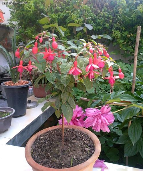 倒挂金钟一年开几次花，倒挂金钟一年开几次花花期多久？-第2张图片-优品飞百科