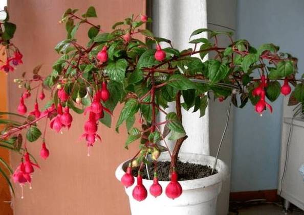 倒挂金钟一年开几次花，倒挂金钟一年开几次花花期多久？-第3张图片-优品飞百科