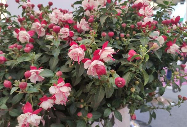 倒挂金钟一年开几次花，倒挂金钟一年开几次花花期多久？-第4张图片-优品飞百科