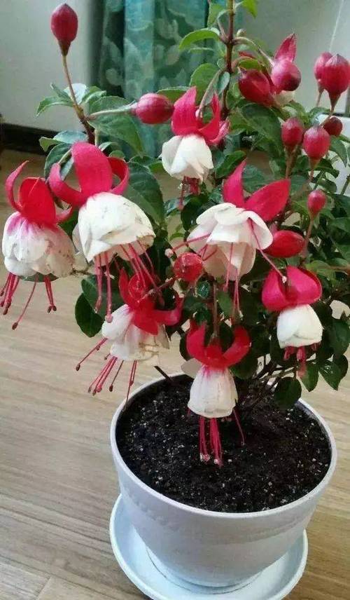 倒挂金钟一年开几次花，倒挂金钟一年开几次花花期多久？-第6张图片-优品飞百科