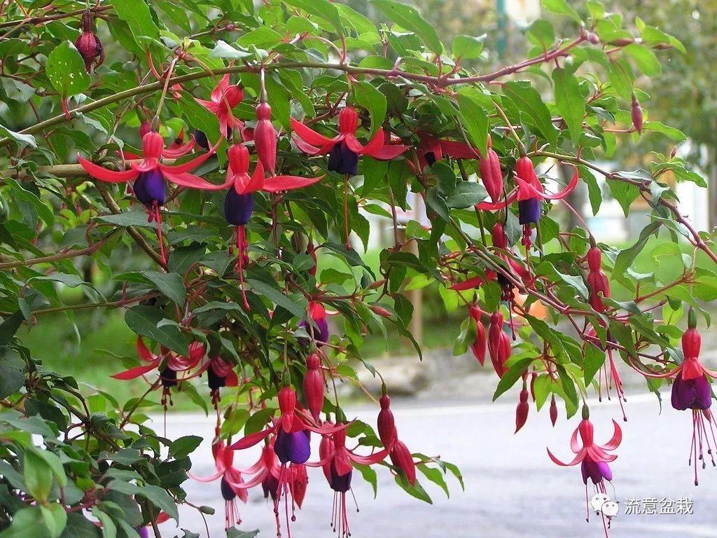 倒挂金钟一年开几次花，倒挂金钟一年开几次花花期多久？-第7张图片-优品飞百科