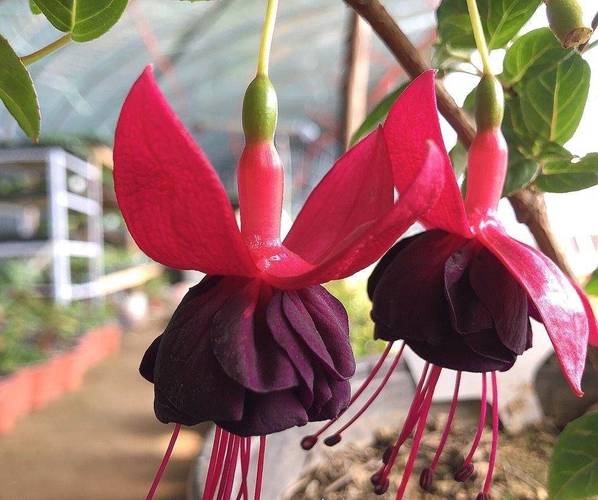 倒挂金钟一年开几次花，倒挂金钟一年开几次花花期多久？-第8张图片-优品飞百科