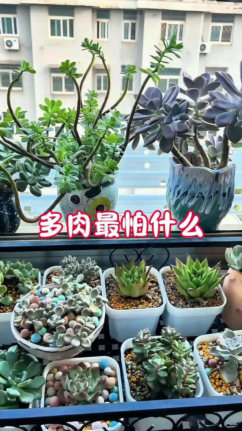 关于多肉入秋前五个“不要”的信息-第2张图片-优品飞百科