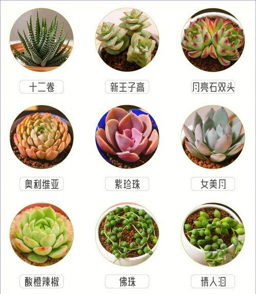 关于多肉入秋前五个“不要”的信息-第3张图片-优品飞百科