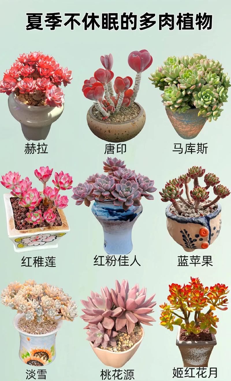 关于多肉入秋前五个“不要”的信息-第6张图片-优品飞百科
