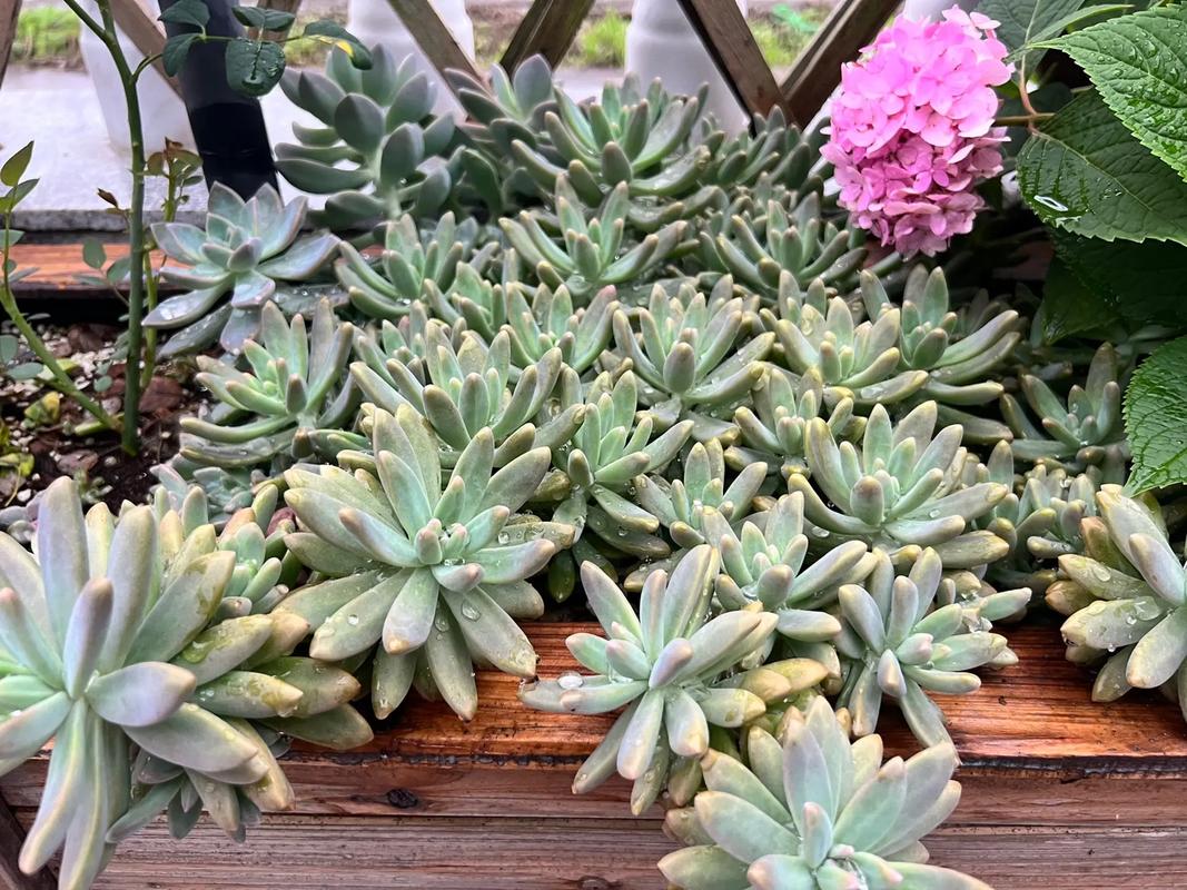 关于多肉入秋前五个“不要”的信息-第8张图片-优品飞百科