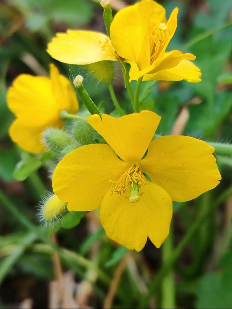 白屈菜的养殖方法和注意事项,白屈菜的作用和功效与作用?-第3张图片-优品飞百科 白屈菜的养殖方法和注意事项,白屈菜的作用和功效与作用?-第3张图片-优品飞百科