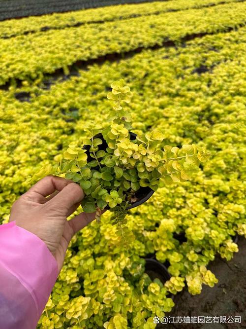 白屈菜的养殖方法和注意事项,白屈菜的作用和功效与作用?-第4张图片-优品飞百科 白屈菜的养殖方法和注意事项,白屈菜的作用和功效与作用?-第4张图片-优品飞百科