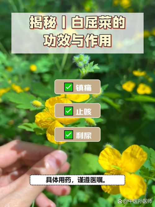 白屈菜的养殖方法和注意事项,白屈菜的作用和功效与作用?-第5张图片-优品飞百科 白屈菜的养殖方法和注意事项,白屈菜的作用和功效与作用?-第5张图片-优品飞百科