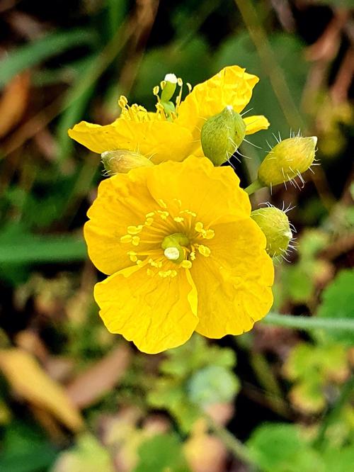 白屈菜的养殖方法和注意事项,白屈菜的作用和功效与作用?-第6张图片-优品飞百科 白屈菜的养殖方法和注意事项,白屈菜的作用和功效与作用?-第6张图片-优品飞百科