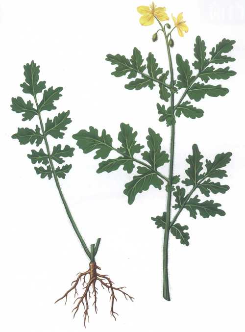 白屈菜的养殖方法和注意事项,白屈菜的作用和功效与作用?-第7张图片-优品飞百科 白屈菜的养殖方法和注意事项,白屈菜的作用和功效与作用?-第7张图片-优品飞百科