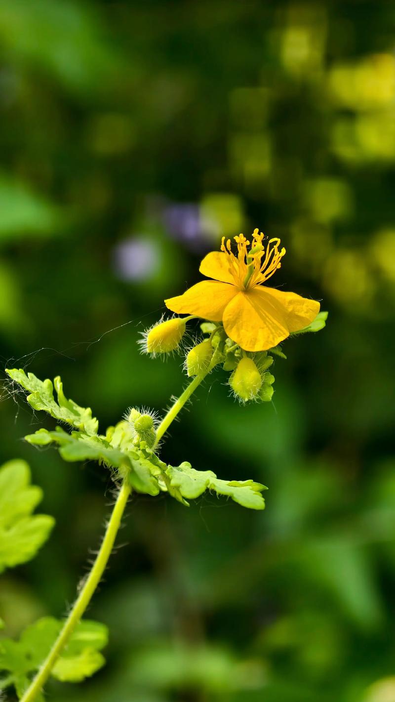 白屈菜的养殖方法和注意事项,白屈菜的作用和功效与作用?-第8张图片-优品飞百科 白屈菜的养殖方法和注意事项,白屈菜的作用和功效与作用?-第8张图片-优品飞百科