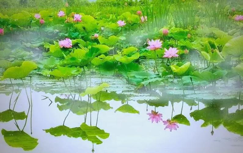 荷花简介，荷花是什么季节开的，荷花是什么时候盛开的季节？
