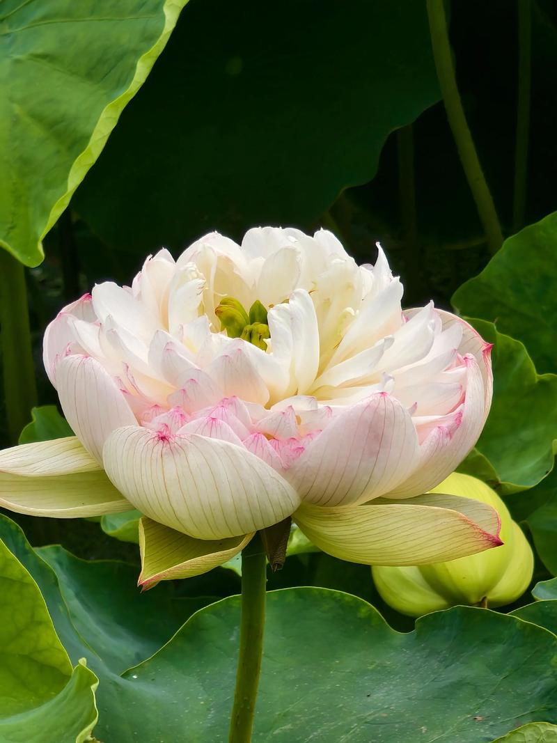 荷花简介，荷花是什么季节开的，荷花是什么时候盛开的季节？-第2张图片-优品飞百科