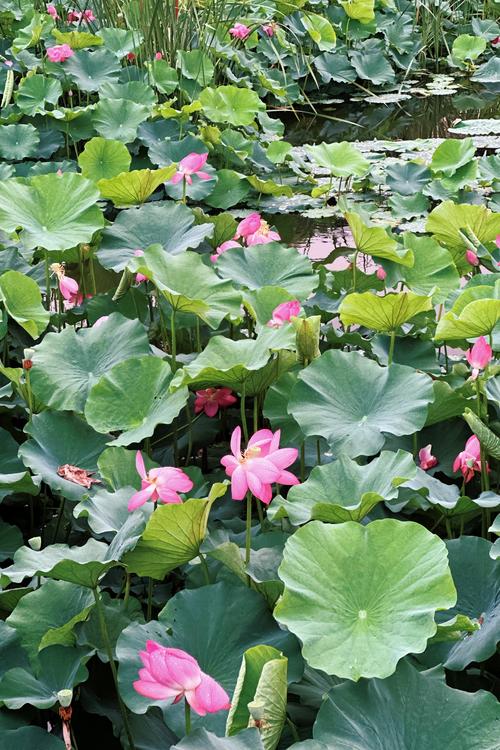 荷花简介，荷花是什么季节开的，荷花是什么时候盛开的季节？-第3张图片-优品飞百科