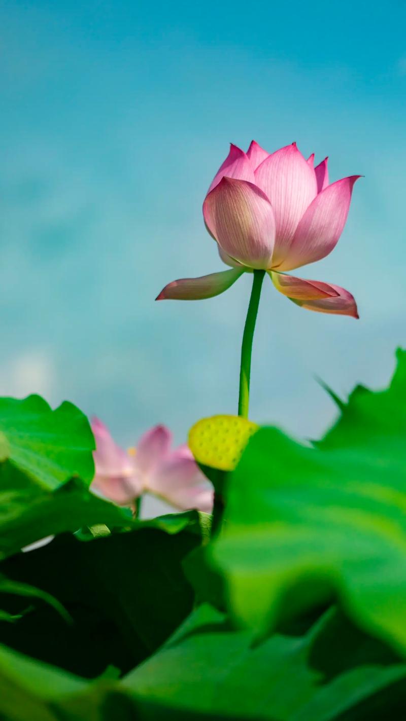 荷花简介，荷花是什么季节开的，荷花是什么时候盛开的季节？-第4张图片-优品飞百科