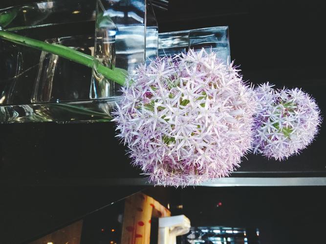 大绒球怎么种植，大绒球怎么种植方法