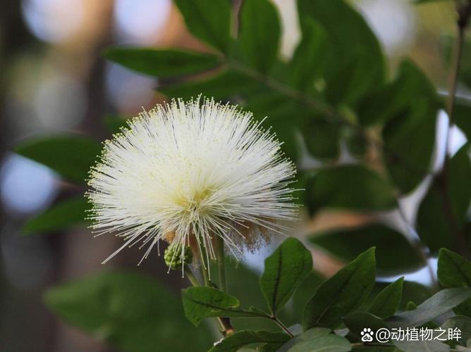 大绒球怎么种植,大绒球怎么种植方法-第2张图片-优品飞百科 大绒球怎么种植,大绒球怎么种植方法-第2张图片-优品飞百科