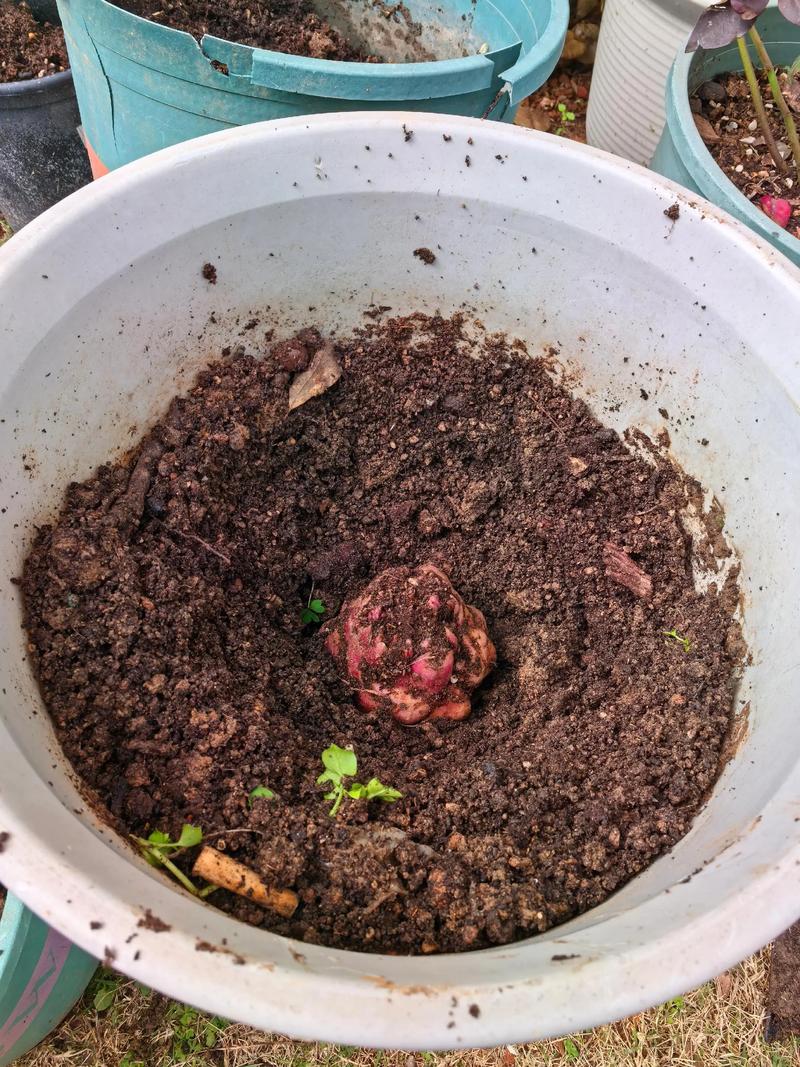 大绒球怎么种植,大绒球怎么种植方法-第3张图片-优品飞百科 大绒球怎么种植,大绒球怎么种植方法-第3张图片-优品飞百科