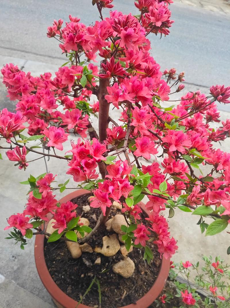 飘香藤的养殖方法和注意事项？万里飘香藤的养殖方法和注意事项？-第2张图片-优品飞百科