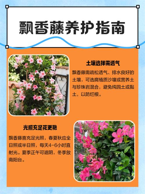 飘香藤的养殖方法和注意事项？万里飘香藤的养殖方法和注意事项？-第3张图片-优品飞百科