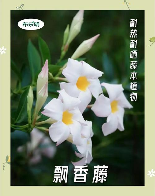 飘香藤的养殖方法和注意事项？万里飘香藤的养殖方法和注意事项？-第5张图片-优品飞百科