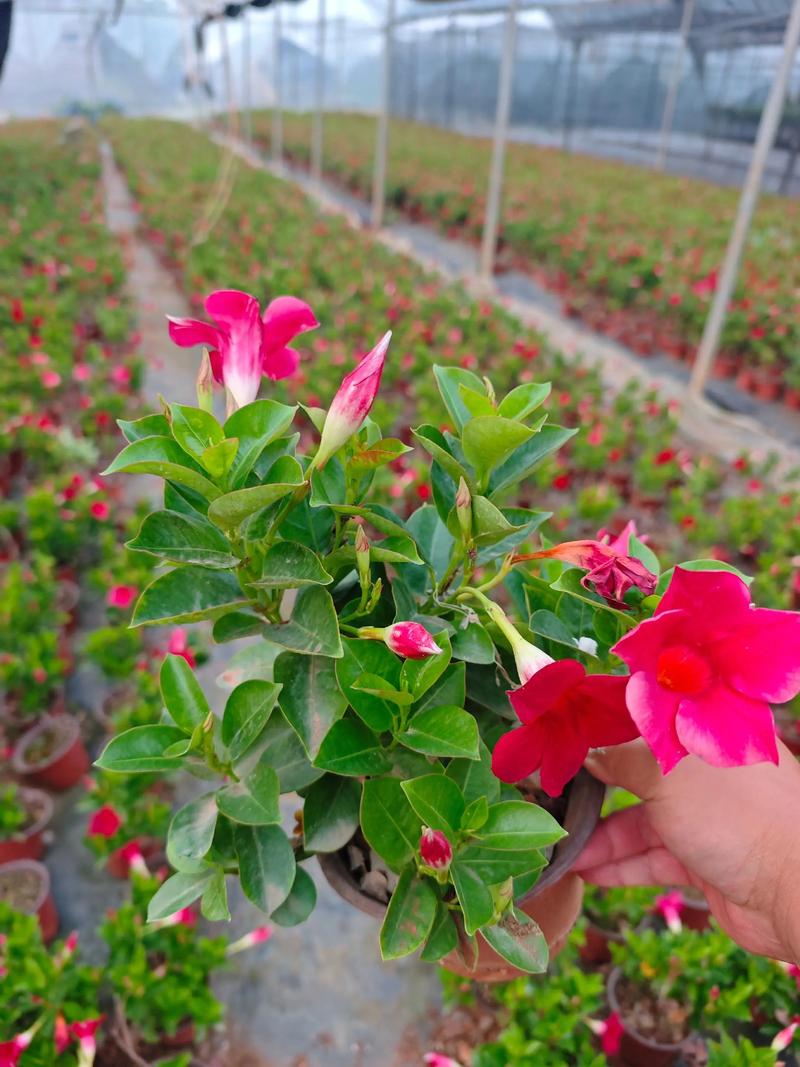 飘香藤的养殖方法和注意事项？万里飘香藤的养殖方法和注意事项？-第7张图片-优品飞百科