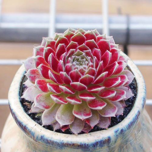 紫牡丹多肉的养殖方法，多肉紫牡丹怎么养成老桩