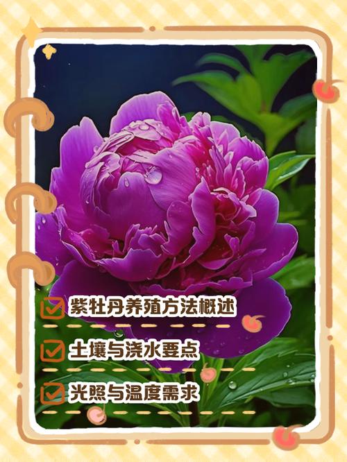 紫牡丹多肉的养殖方法，多肉紫牡丹怎么养成老桩-第2张图片-优品飞百科