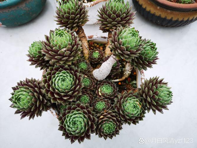 紫牡丹多肉的养殖方法，多肉紫牡丹怎么养成老桩-第3张图片-优品飞百科