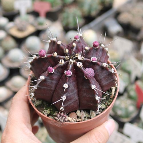 紫牡丹多肉的养殖方法，多肉紫牡丹怎么养成老桩-第4张图片-优品飞百科