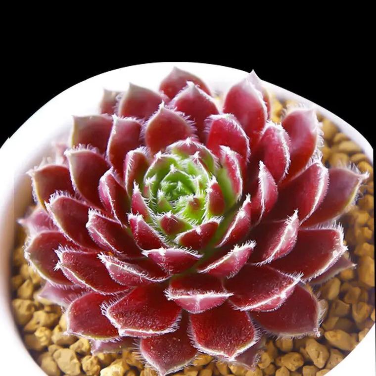 紫牡丹多肉的养殖方法，多肉紫牡丹怎么养成老桩-第5张图片-优品飞百科