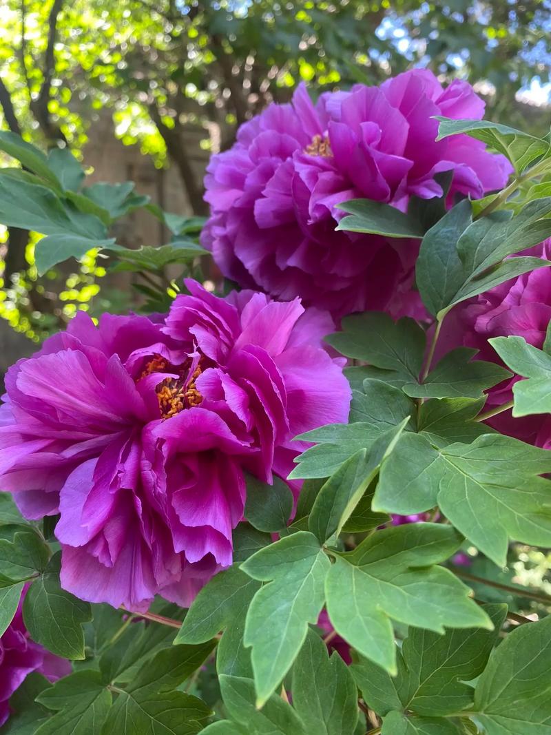 紫牡丹多肉的养殖方法，多肉紫牡丹怎么养成老桩-第6张图片-优品飞百科