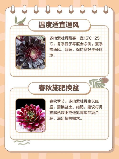 紫牡丹多肉的养殖方法，多肉紫牡丹怎么养成老桩-第7张图片-优品飞百科